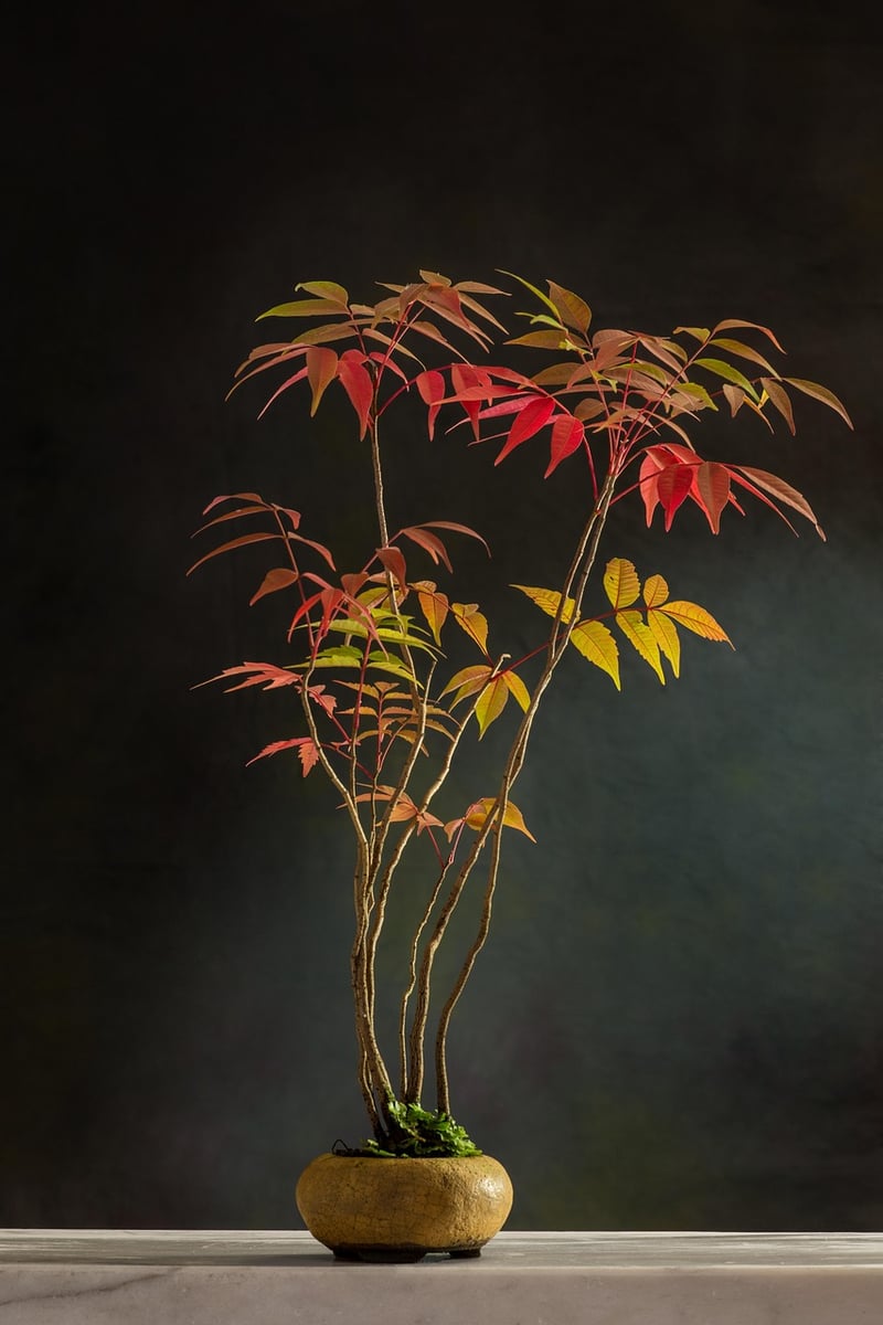Bonsai Trees
