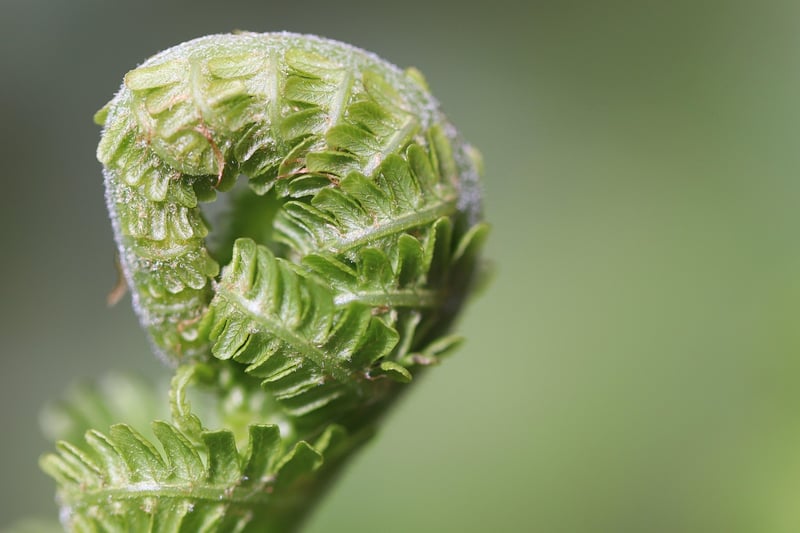 Zen Planting Tips